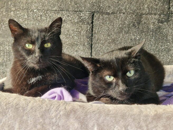 Two fluffy residents of the animal shelter Kleinheubach
