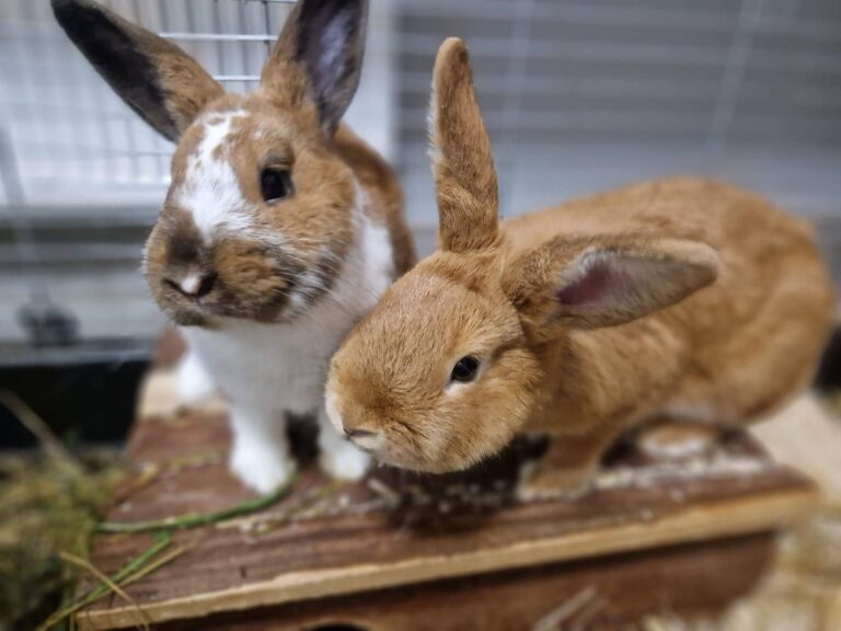 Cute rabbits | Animal shelter Kleinheubach