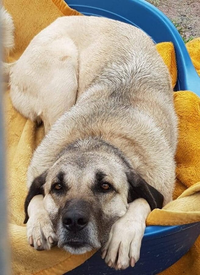 Animal Shelter | Kangal Ronja