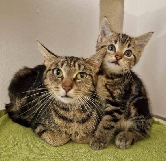 Mommy cat and kitten | Animal shelter Kleinheubach