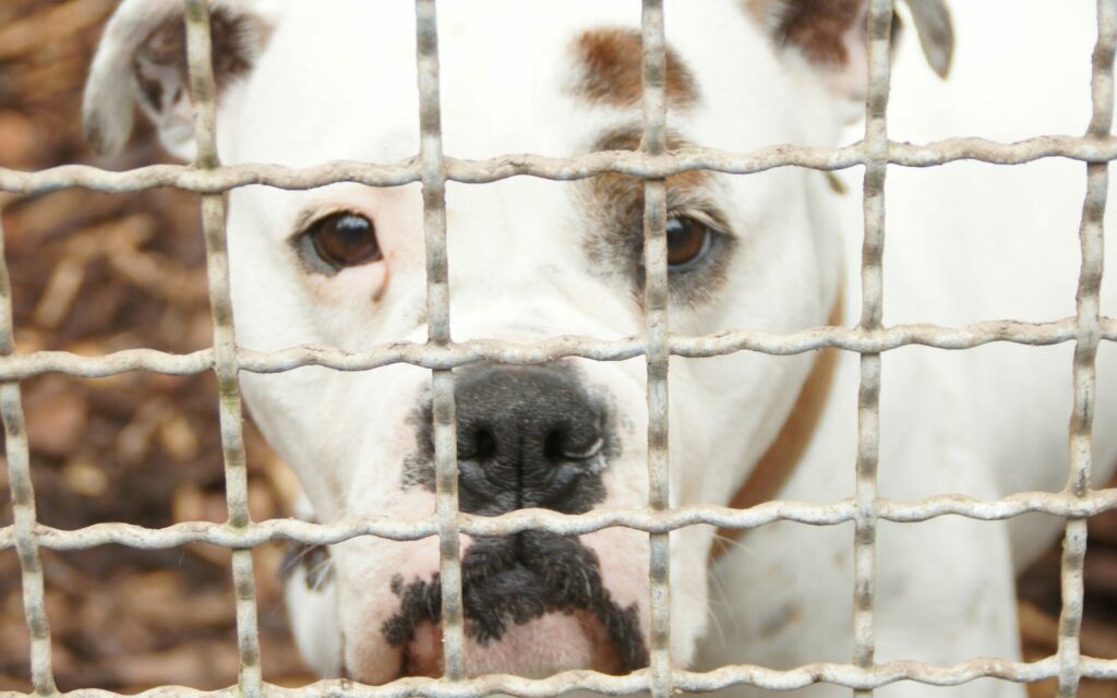 Animal shelter Keinheubach, dog in kennel