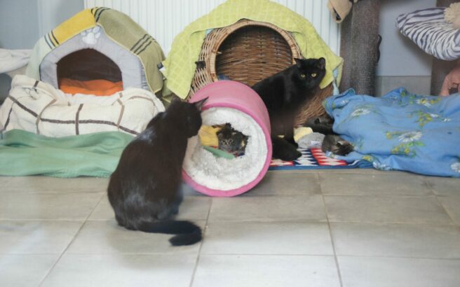 Animal shelter Keinheubach, cat mums and kittens