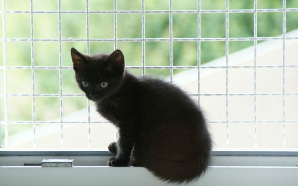 Animal shelter Keinheubach, black kitten