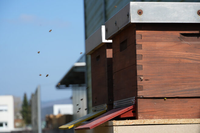 Bee stock hive approach zone.