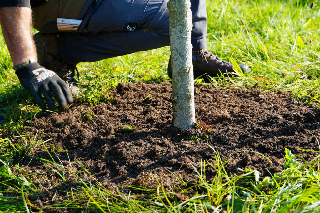 Tree planting, soil, tree-planting challenge, REINHOLD KELLER Group