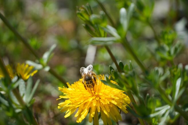 Bee on flower